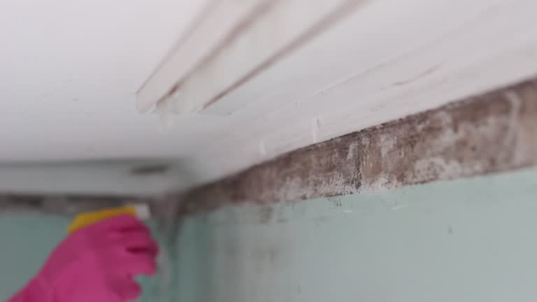 Best Mold Prevention Services  in USA